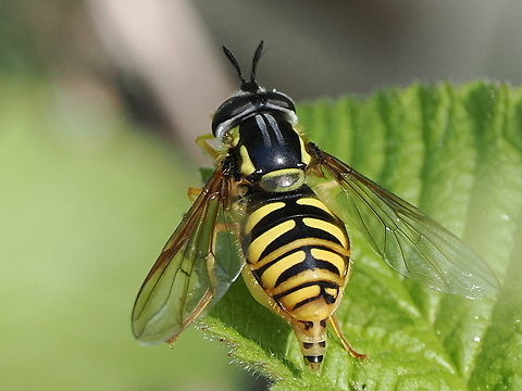 Chrysotoxum cautum female, laying eggs Chrysotoxum cautum,Geotagged,Germany,Spring