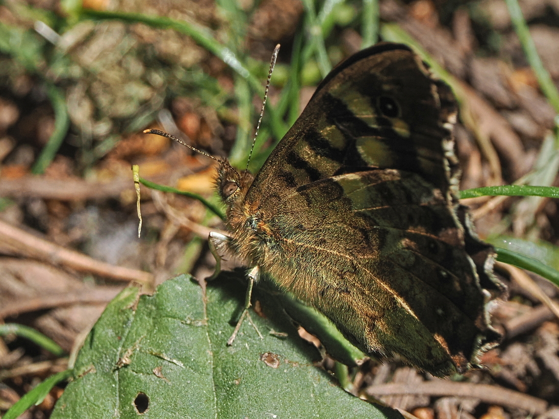 pararge aegeria Botanical Garden Hohenheim Geotagged,Germany,Pararge aegeria,Speckled Wood,Spring