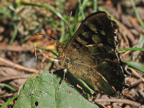 pararge aegeria Botanical Garden Hohenheim Geotagged,Germany,Pararge aegeria,Speckled Wood,Spring