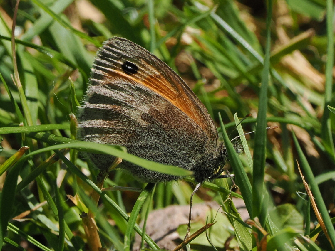 Coenonympha pamphilus  Coenonympha pamphilus,Geotagged,Germany,Small Heath,Spring