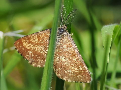 Ematurga atomaria, male male with prominent antennae Common Heath Moth,Ematurga atomaria,Geotagged,Germany,Spring