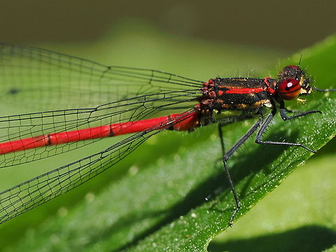 Pyrrhosoma nymphula  Geotagged,Germany,Large Red Damselfly,Pyrrhosoma nymphula,Spring