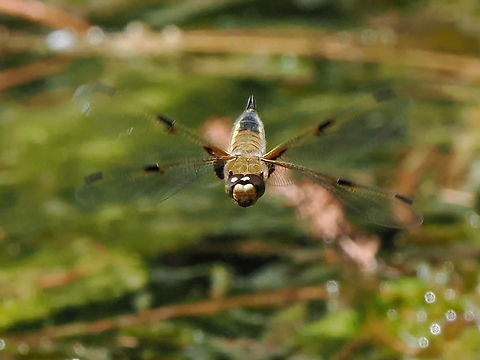 Libellula quadrimaculata on the fly during egg-laying-procedure Four-spotted chaser,Geotagged,Germany,Libellula quadrimaculata,Spring