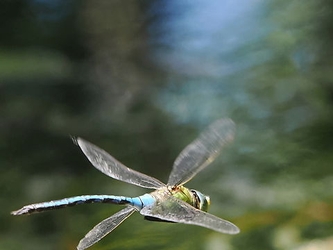 Anax imperator on the fly Anax imperator,Emperor dragonfly,Geotagged,Germany,Spring