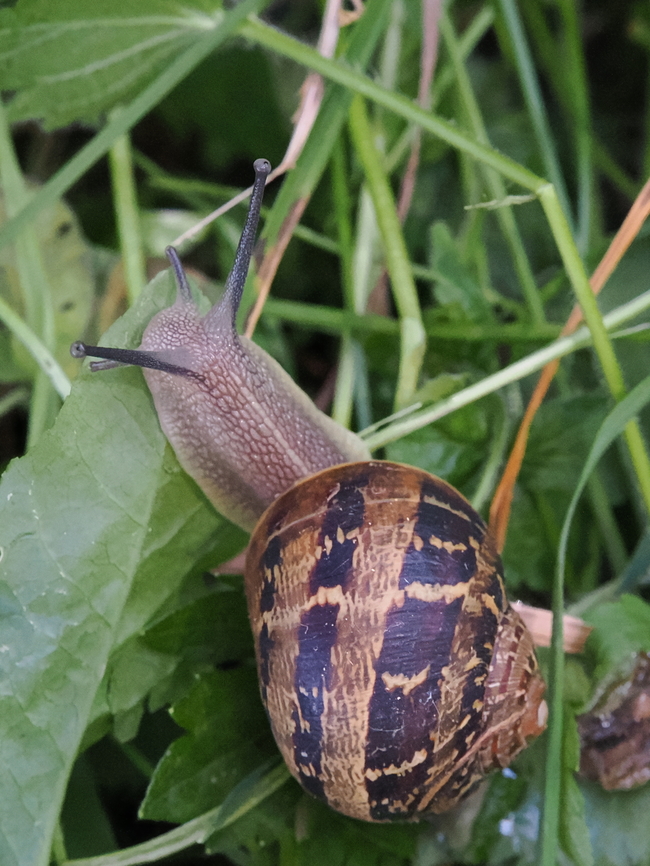 Cornu aspersum  Cornu aspersum,Garden Snail,Geotagged,Germany,Spring