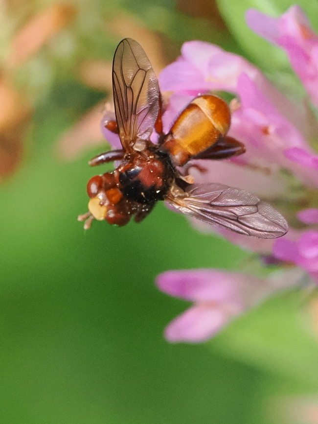 Sicus ferrugineus  Ferruginous Bee-grabber,Geotagged,Germany,Sicus ferrugineus,Spring