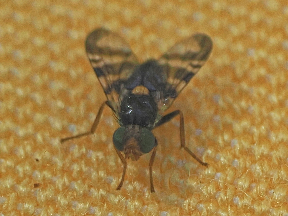 Rhagoletis cerasi  Geotagged,Germany,Rhagoletis cerasi,Spring