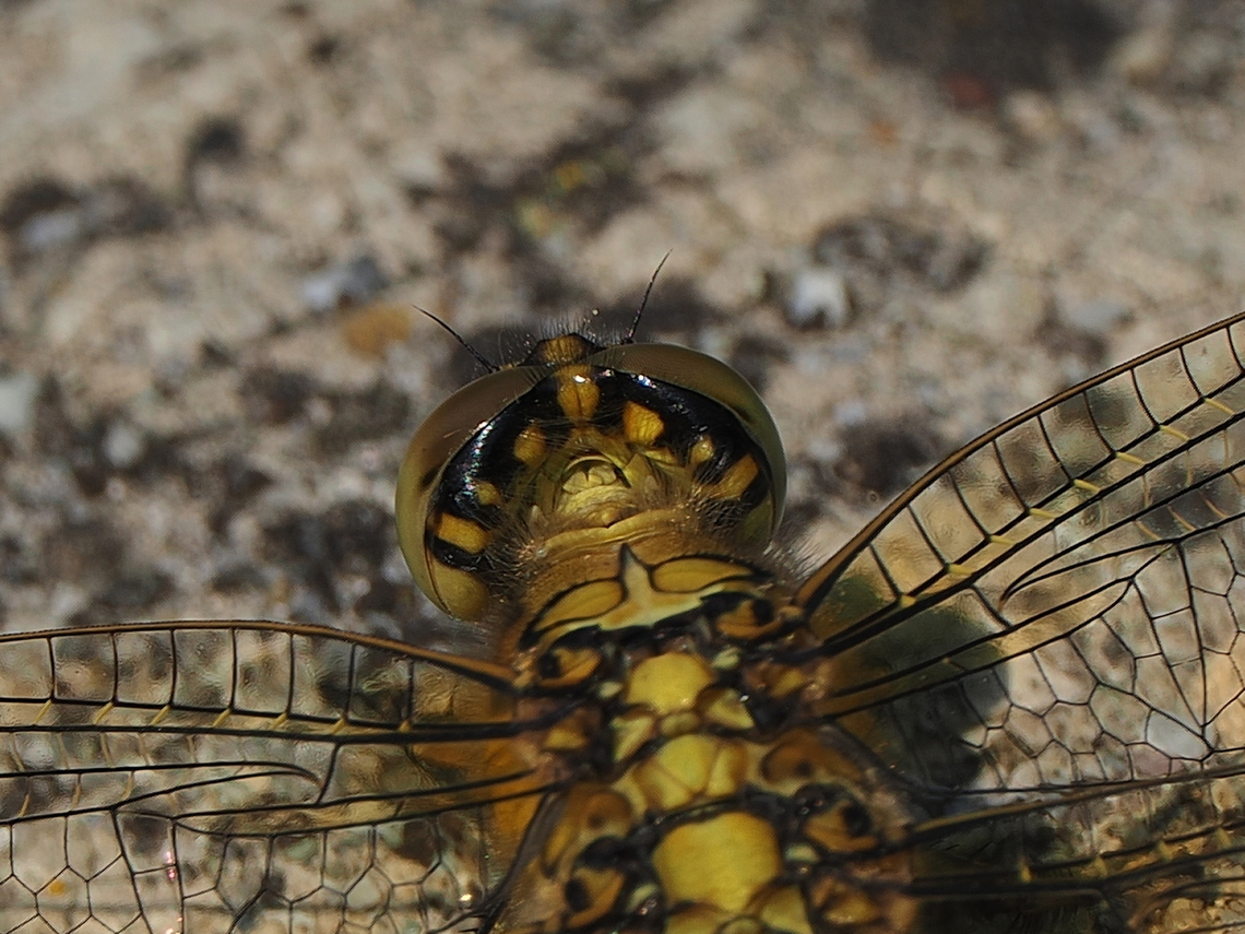 Orthetrum cancellatum after the excellent macros of the head from frontal here in this collection this time the backside of the head Black-tailed skimmer,Geotagged,Germany,Orthetrum cancellatum,Spring