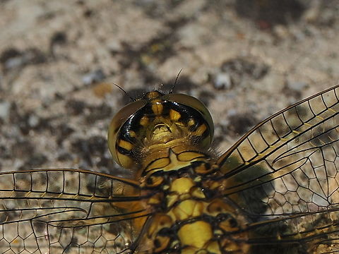 Orthetrum cancellatum after the excellent macros of the head from frontal here in this collection this time the backside of the head Black-tailed skimmer,Geotagged,Germany,Orthetrum cancellatum,Spring
