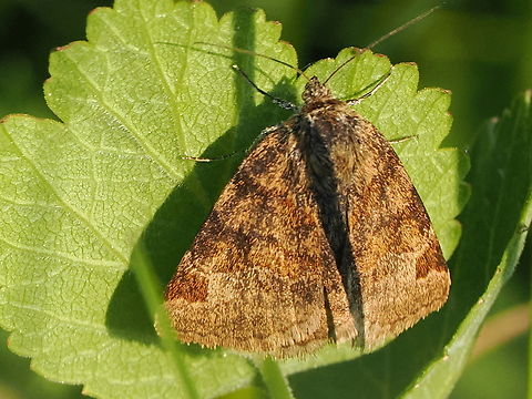 Euclidia glyphica Euclidia glyphica Burnet Companion Moth,Euclidia glyphica,Geotagged,Germany,Spring