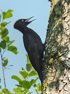 Black woodpecker  Black Woodpecker,Dryocopus martius,Geotagged,Germany,Spring