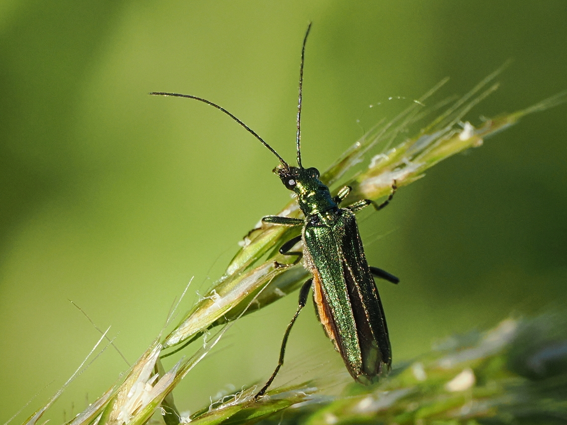 Oedemera nobilis  Geotagged,Germany,Oedemera nobilis,Spring,Swollen-Thighed Beetle