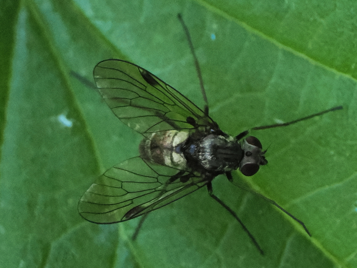 Chrysopilus cristatus female Chrysopilus cristatus,Geotagged,Germany,Spring