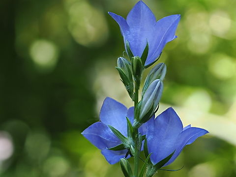 Campanula persicifolia focus-stacked photography Campanula persicifolia,Geotagged,Germany,Peach-leaved Bellflower,Spring