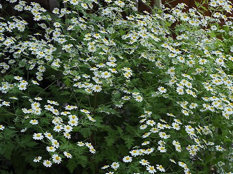 Mutterkraut Tanacetum parthenium Tanacetum parthenium Feverfew,Geotagged,Germany,Spring,Tanacetum parthenium