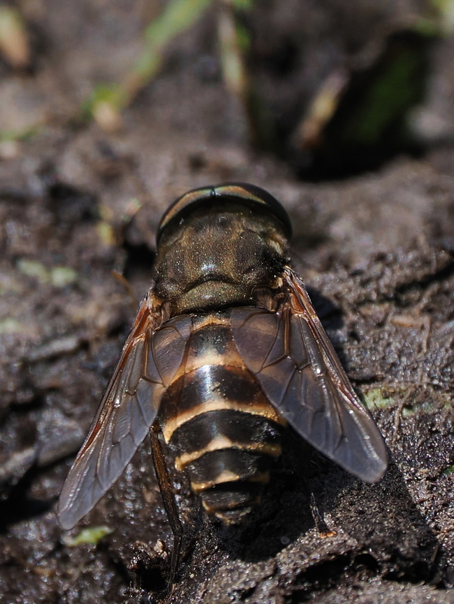 Tabanus sudeticus german name &quot;Pferdebremse&quot; will stop horses quite abruptly :) (engl. horsebrake) Geotagged,Germany,Spring,Tabanus sudeticus,tabanus sudeticus