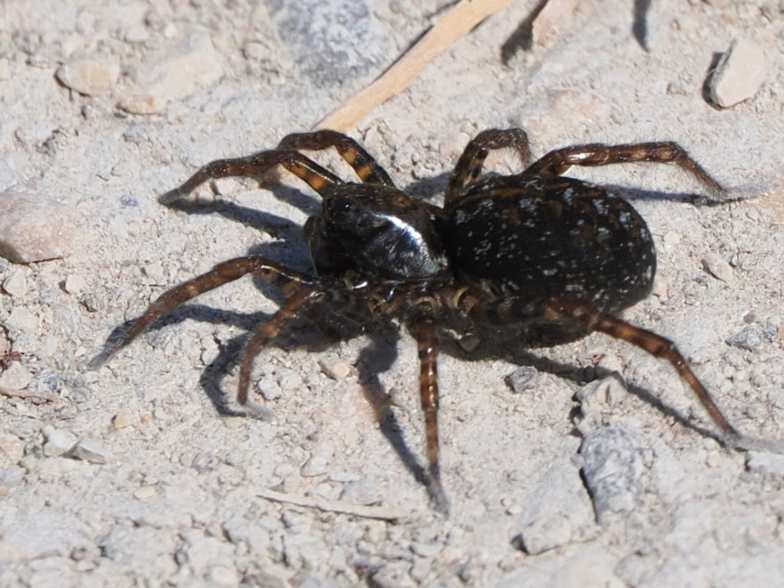 Arctosa leopardus spider, also called moswolfspin or leopardspindel, german name Leoparden-W&uuml;hlwolf, crazy names as crazy as it looks like Arctosa leopardus,Geotagged,Germany,Spring