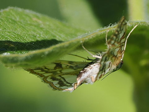 Elophila nymphaeata shy hide-away-butterfly Brown China Mark,Elophila nymphaeata,Geotagged,Germany,Spring