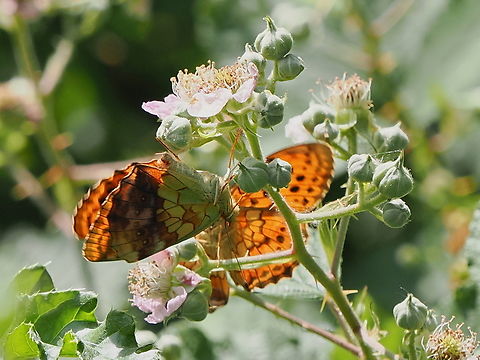 Brenthis daphne t&ecirc;te-&agrave;-t&ecirc;te Brenthis daphne,France,Geotagged,Spring