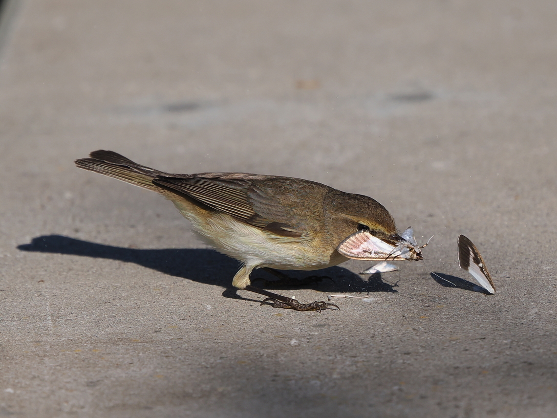 Phylloscopus collybita killing a Cydalima perspectalis Phylloscopus collybita killing a Cydalima perspectalis Common chiffchaff,Cydalima perspectalis,Geotagged,Germany,Phylloscopus collybita,Spring