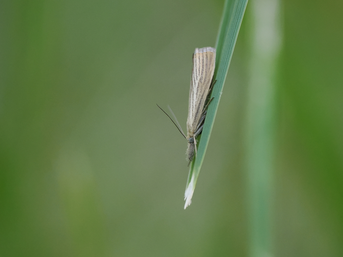 Chrysoteuchia culmella lateral view, not always the photo from "upside" Chrysoteuchia culmella,Garden Grass-veneer,Geotagged,Germany,Summer