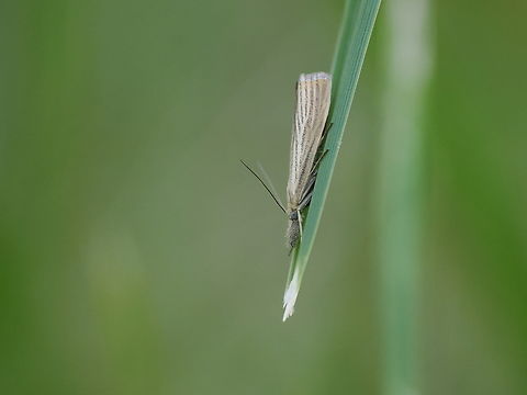 Chrysoteuchia culmella lateral view, not always the photo from "upside" Chrysoteuchia culmella,Garden Grass-veneer,Geotagged,Germany,Summer