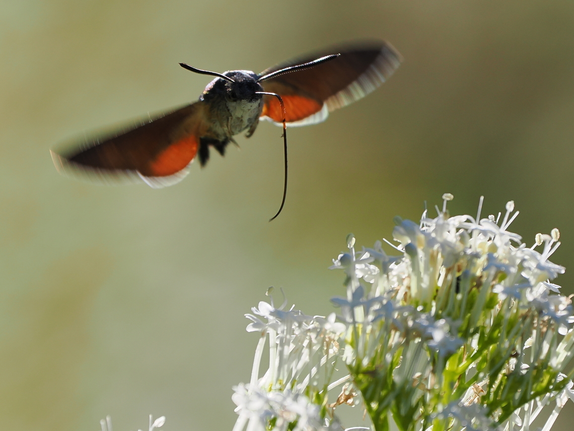 Macroglossum stellatarum flying in Geotagged,Germany,Hummingbird hawk-moth,Macroglossum stellatarum,Summer