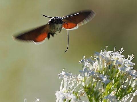 Macroglossum stellatarum flying in Geotagged,Germany,Hummingbird hawk-moth,Macroglossum stellatarum,Summer