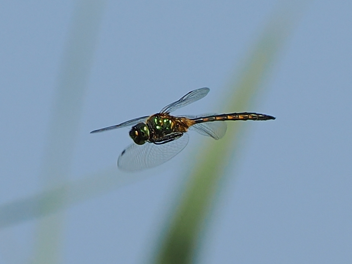 Somatochlora flavomaculata flying, luckily parallel to the photographer Geotagged,Germany,Somatochlora flavomaculata,Summer,Yellow-spotted Emerald
