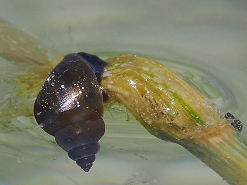 Lymnaea stagnalis  Geotagged,Germany,Great Pond Snail,Lymnaea stagnalis,Summer