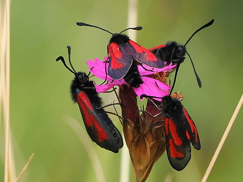 Zygaena purpuralis all in one Geotagged,Germany,Summer,Zygaena purpuralis