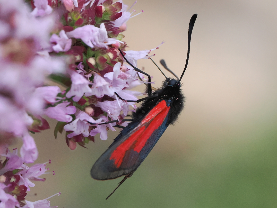 Zygaena purpuralis the lonesome eater Geotagged,Germany,Summer,Zygaena purpuralis