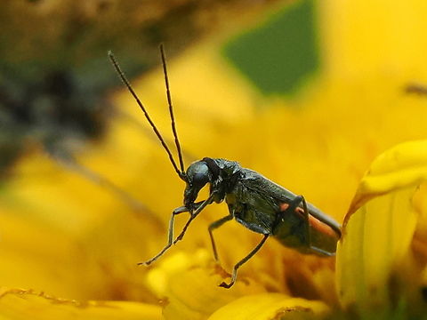 Malachius bipustulatus  Geotagged,Germany,Malachite beetle,Malachius bipustulatus,Summer