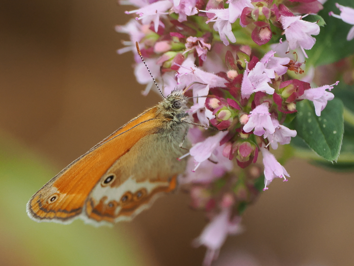 Coenonympha arcania  Coenonympha arcania,Geotagged,Germany,Pearly Heath,Summer