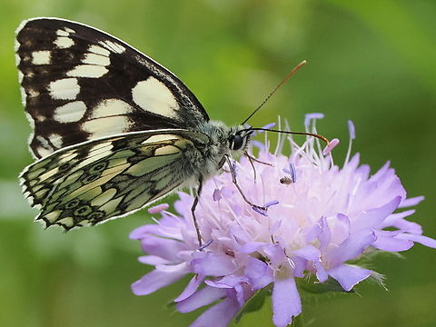 Melanargia galathea  Geotagged,Germany,Marbled White,Melanargia galathea,Summer