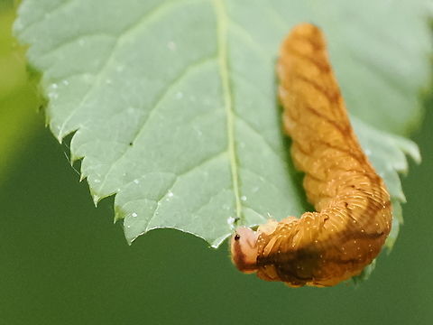 Caterpillar of Tenthredo campestris  Geotagged,Germany,Summer,Tenthredo campestris