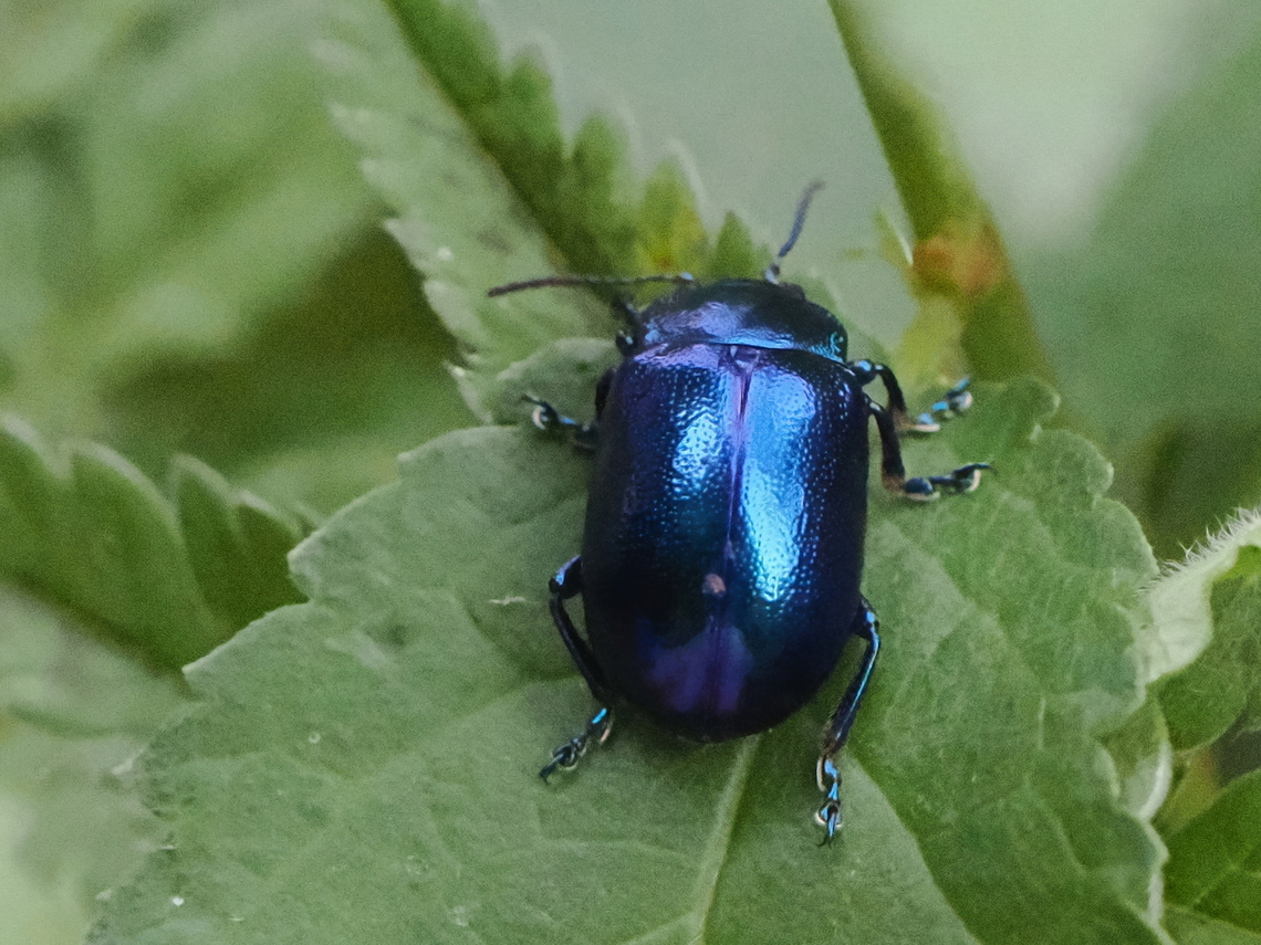 Chrysolina coerulans  Chrysolina Coerulans,Geotagged,Germany,Mint Beetle,Summer