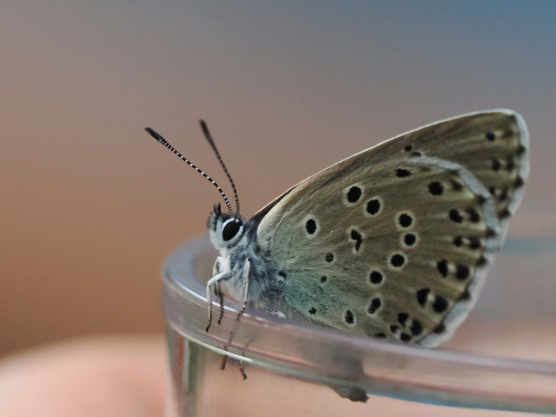 Phengaris arion captured by the authorised Alb guide, endangered species Geotagged,Germany,Large blue,Phengaris arion,Summer,endangered species