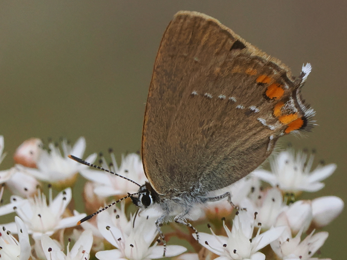 Satyrium acaciae Satyrium acaciae at Sedum album Geotagged,Germany,Satyrium acaciae,Sedum album,Sloe hairstreak,Summer