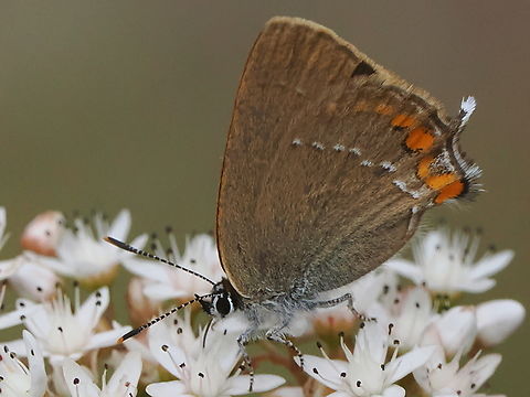 Satyrium acaciae Satyrium acaciae at Sedum album Geotagged,Germany,Satyrium acaciae,Sedum album,Sloe hairstreak,Summer