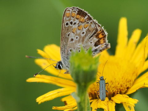Oedemera virescens together with Aricia agestis Aricia agestis,Geotagged,Germany,Oedemera virescens,Summer