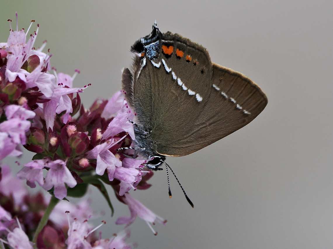 Satyrium spini  Blue spot hairstreak,Geotagged,Germany,Satyrium spini,Summer