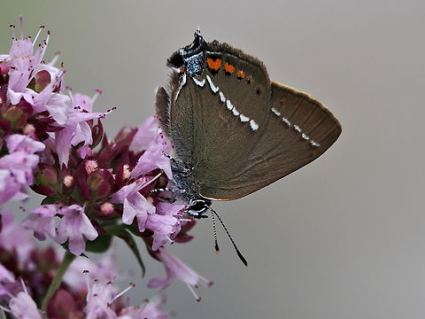 Satyrium spini  Blue spot hairstreak,Geotagged,Germany,Satyrium spini,Summer