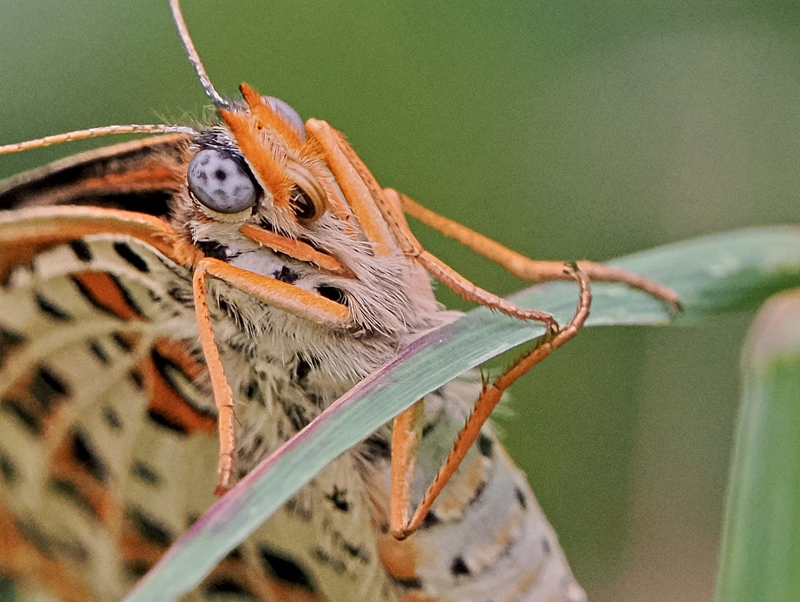 Melitaea didyma, detail cropped High-resolution photography Geotagged,Germany,Melitaea didyma,Spotted Fritillary,Summer