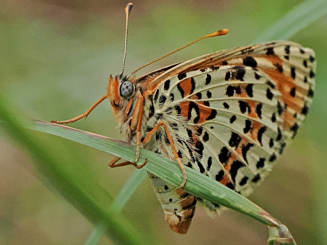 Melitaea didyma &quot;normal&quot; lateral view Geotagged,Germany,Melitaea didyma,Spotted Fritillary,Summer