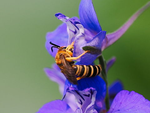 Halictus scabiosae  Geotagged,Germany,Great Banded Furrow Bee,Halictus scabiosae,Summer