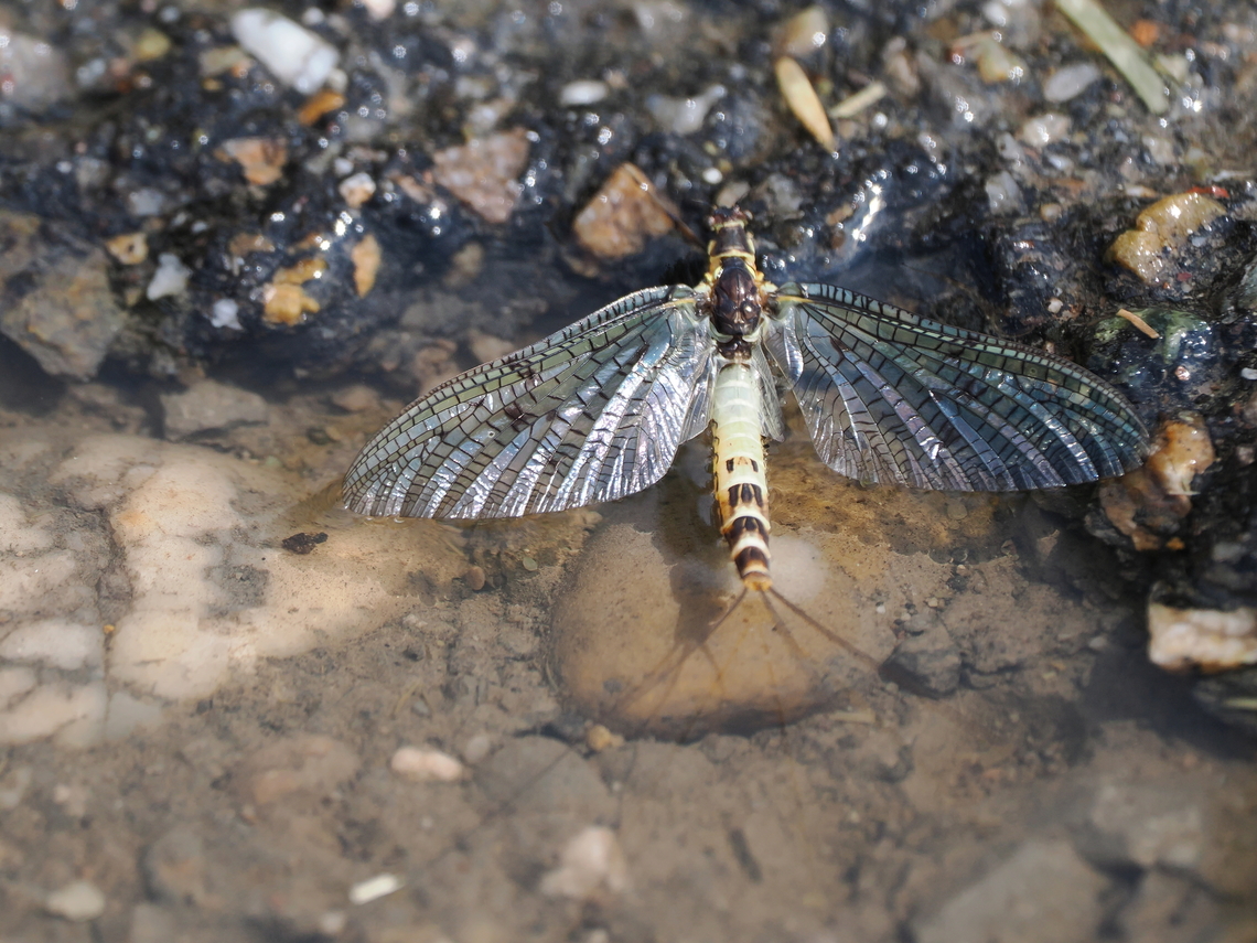 Ephemera danica  Ephemera danica,European Green Drake,Geotagged,Germany,Summer