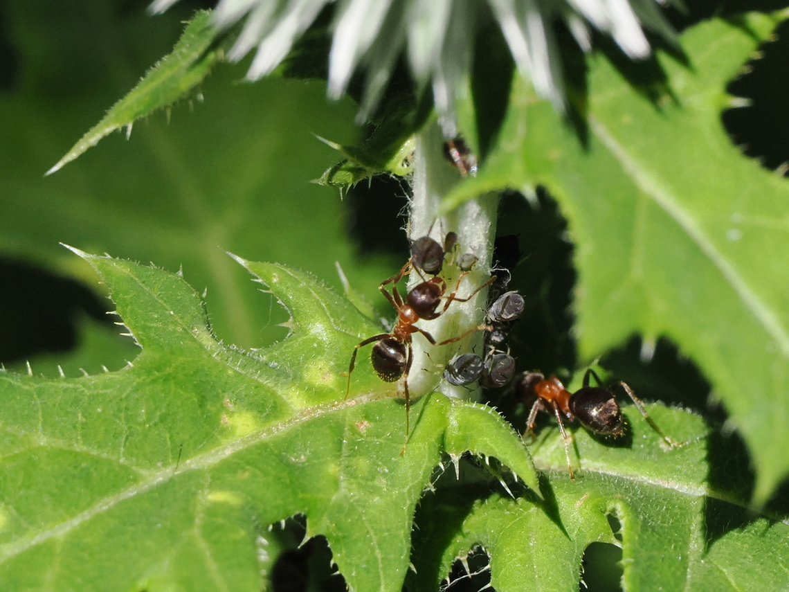 lasius emarginatus with Sternorrhyncha Geotagged,Germany,Lasius emarginatus,Sternorrhyncha,Summer,lasius emarginatus