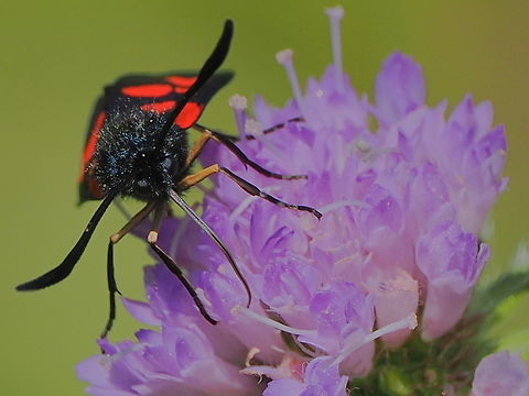 Zygaena lonicerae note the greyish eyes Geotagged,Germany,Narrow-Bordered Five-Spot Burnet,Summer,Zygaena lonicerae