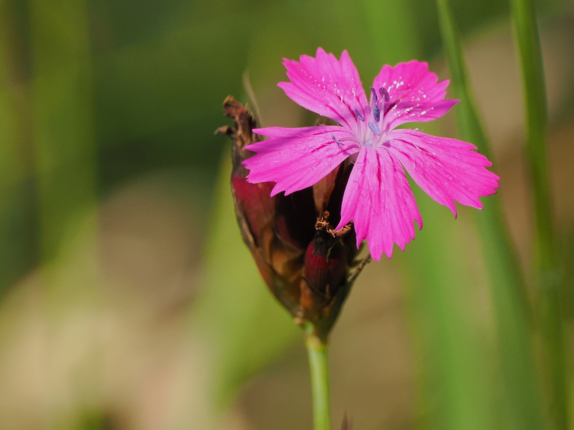Dianthus carthusianorum  Dianthus carthusianorum,Geotagged,Germany,Summer